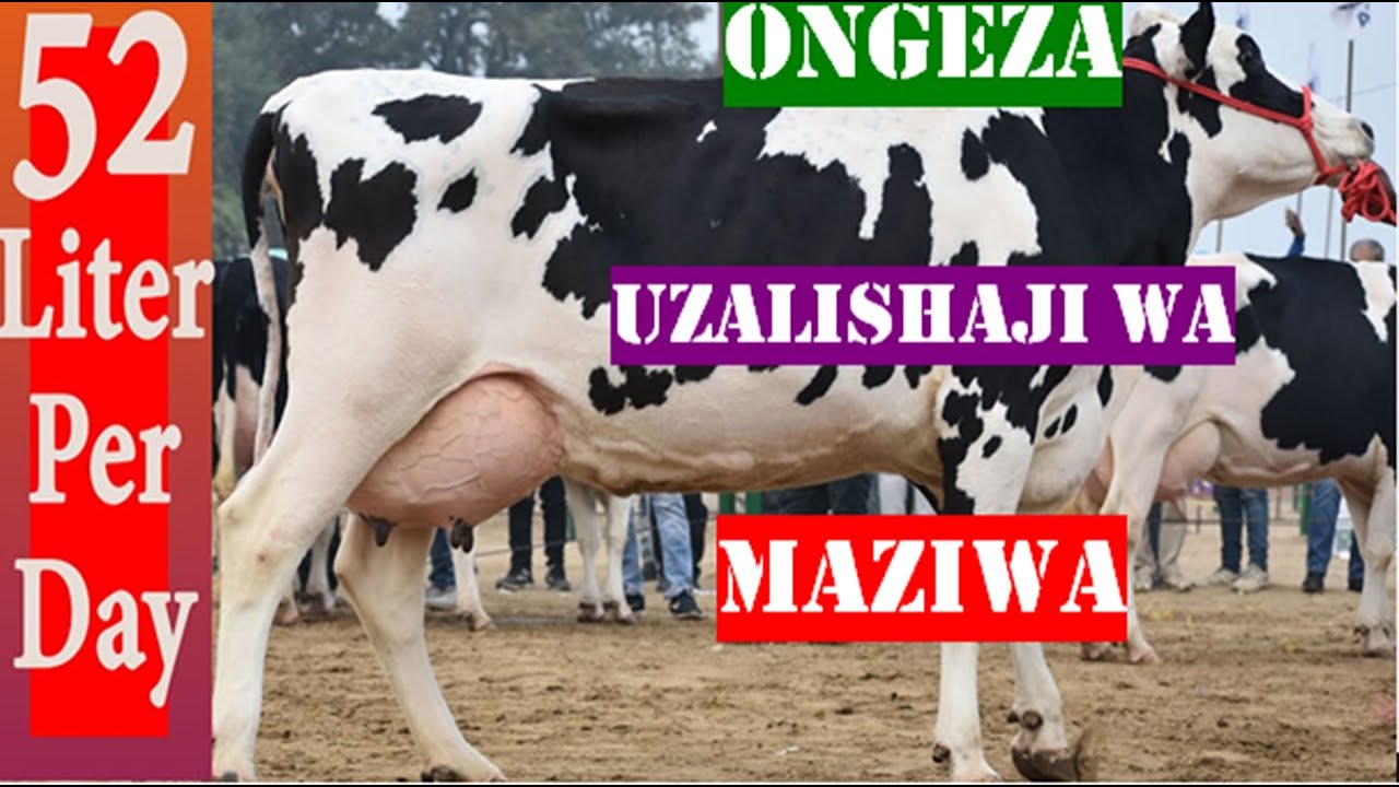 UFUGAJI BORA WA NG'OMBE WA MAZIWA:Jua mbinu mbalimbali za kuongeza uzalishaji wa maziwa.