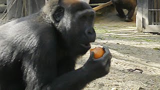 ゴリラの誕生日会💗ご馳走でよだれがたら～り【京都市動物園】