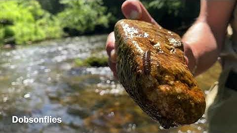 Aquatic Macroinvertebrate Identification