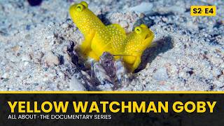 YELLOW WATCHMAN GOBY: Guardian of the Blind Shrimp | All About Documentary Series