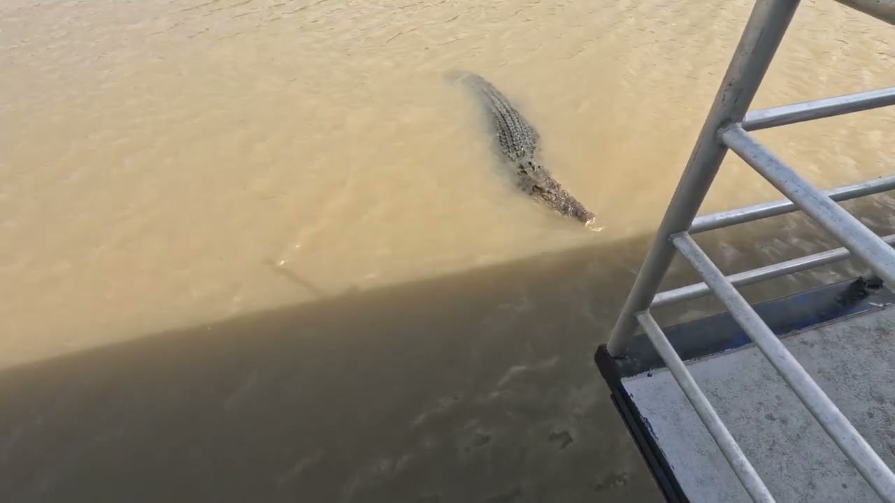 AUSTRALIA - Jumping Crocs in Darwin