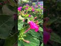 #ringtone #love #nature #beautiful