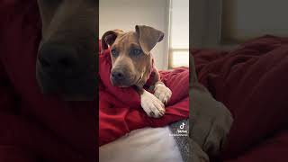 Adopt Tulip