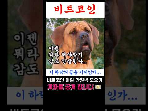 🤪 이젠 뭐라 해야 할지 감도 안 잡힌다...😭 이 하락의 끝은 어디인가? 매일 만 원씩 비트코인 무지성 적립식 매수 일지 #shorts #비트코인 #리얼계좌 #노후준비