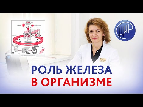 Роль и функции железа в организме человека. Дементьева С.Н.