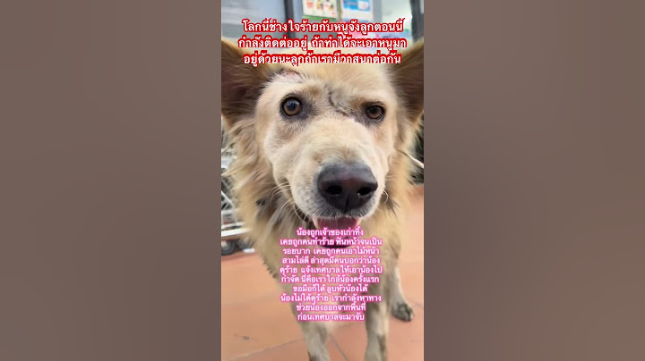 น้องจรถูกทอดทิ้ง‼️ถูกฟันหน้าจนเป็นแผล ถูกไล่ตี ล่าสุดมีคนแจ้งให้เทศบาลเอาน้องไปบอกว่าน้องดุ #สุนัขจร