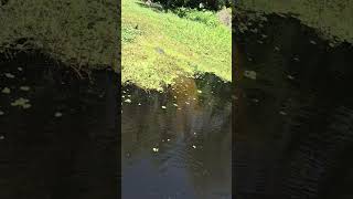 🌞🌴Beautiful Florida🤙🤘#floridalife #nature #mytown #vikingmusic