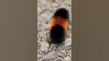Fuzzy and possibly poisonous caterpillar In the forest #caterpillar #bug #shorts