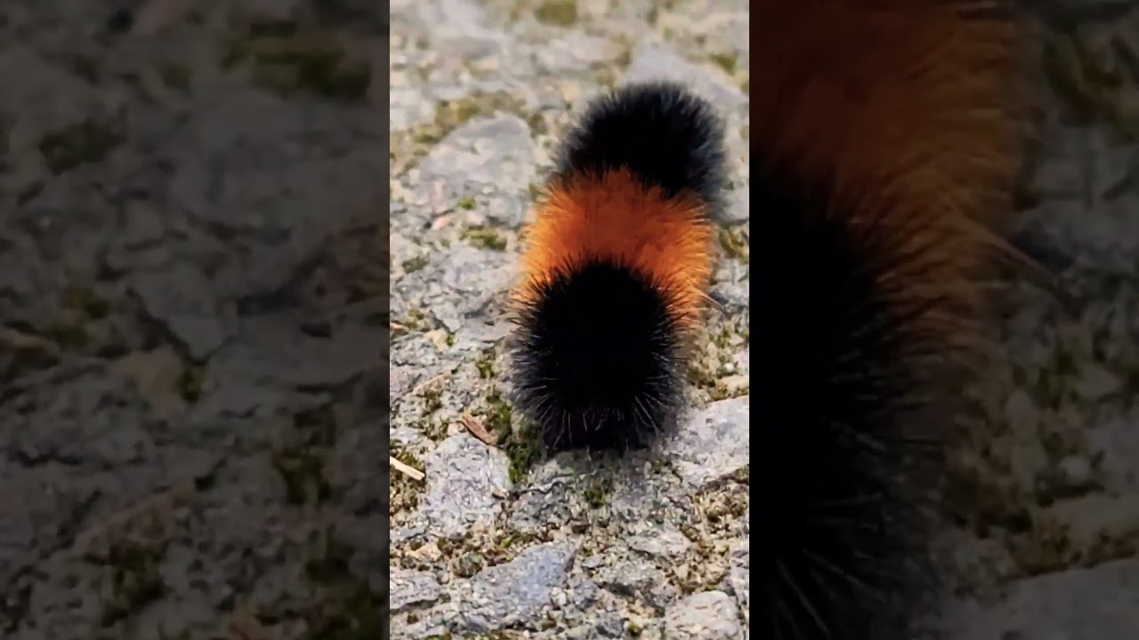 Fuzzy and possibly poisonous caterpillar In the forest 