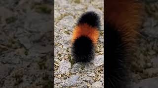 Fuzzy and possibly poisonous caterpillar In the forest #caterpillar #bug #shorts