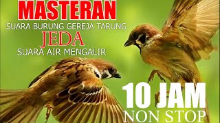 SUARA BURUNG GEREJA TARUNG DENGAN JEDA AIR MENGALIR, MASTERAN BURUNG LOMBA DURASI 10 JAM