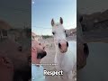 When horses show their love through playful moments.#viral#funny#fyp#shorts