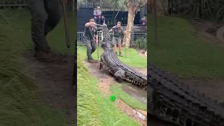 A Mordida Mais Forte Do Reino Animal