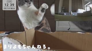 9/14【LIVE】まりよもライブ配信（Cat Live Stream ）スーラータンメンの日🍜