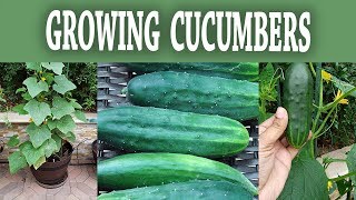 Compact Bush Cucumber - How To Grow Bush Slicer Cucumbers