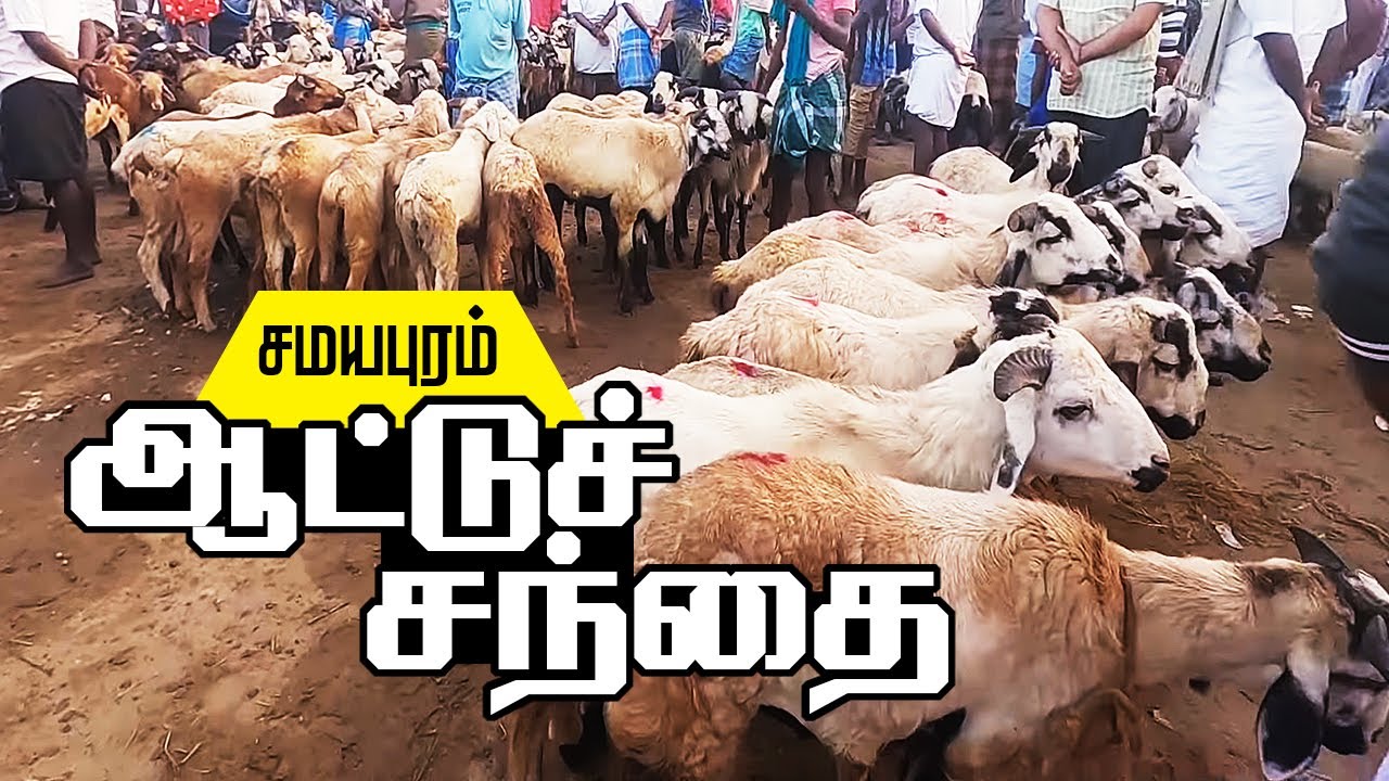 திருச்சி சமயபுரம் ஆட்டு சந்தை | Samayapuram goat market | Trichy samayapuram Aatu santhai