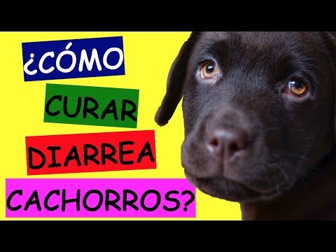 Como Curar Diarrea