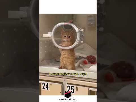 Cat Comedy Remix - Ep 164