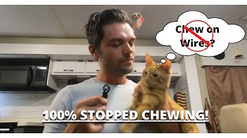 How To Stop Your Cat from Chewing on Wires 100% STOPPED CHEWING!