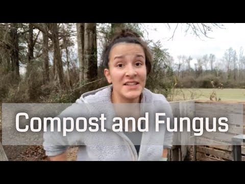 Video: Witte schimmel in compostbak - Is actinomyceten in mestcompost gevaarlijk