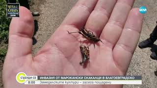 Инвазия от марокански скакалци в Благоевградско   NOVA