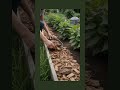 How to improve clay soil