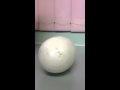 Kiwi chick inside egg reacting to sound