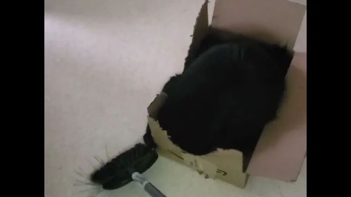 Why boxes are the BEST cat toys!