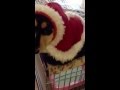 サンタになった犬