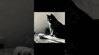 Which One Is The Weirdest  cat memes funny fyp viral
