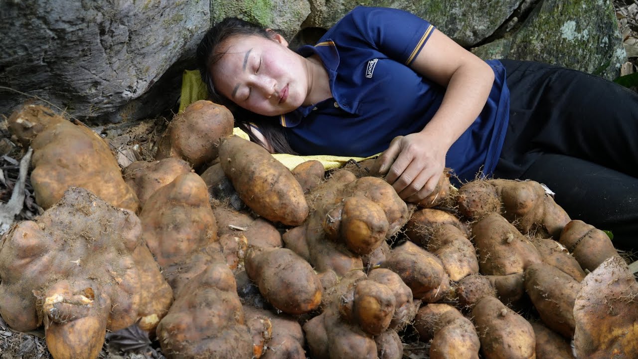 Harvesting many strange long-standing tubers growing in the deep forest bring it to sell.