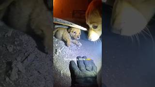 This Dog Saved Me From Fire… I Still Can’t Believe It 😳🔥 #neelraat #shorts #dogrescue