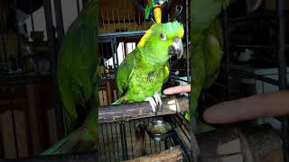 My Brazillian BFF Oscar the Parrot