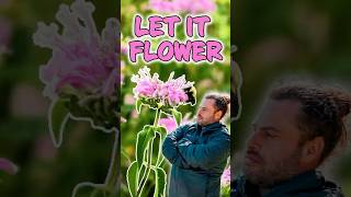 Colorful Vegetable Garden Magic: Seed Propagation and Pollinator Management