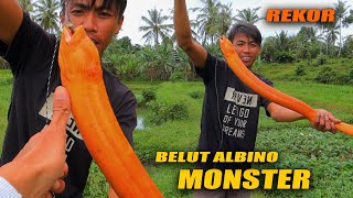 REKOR BELUT ALBINO MONSTER YANG PERNAH DIDAPATKAN PENGUREK