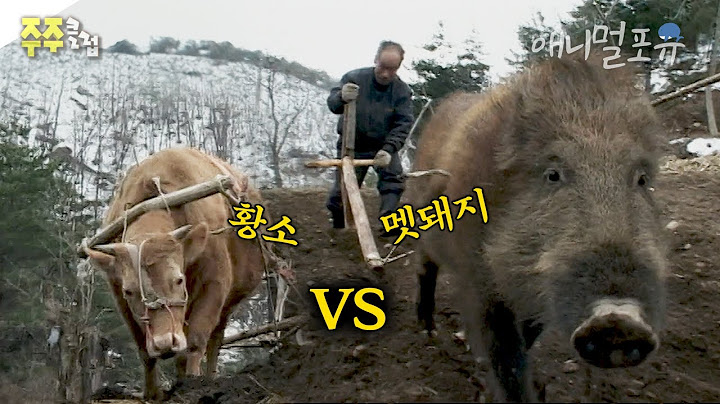 대박...황소보다 힘좋아서 밭일 잘하는 멧돼지?! 심지어 너무 잘해서 황소도 질투함 ㄷㄷ I KBS 주주클럽 040327 방송