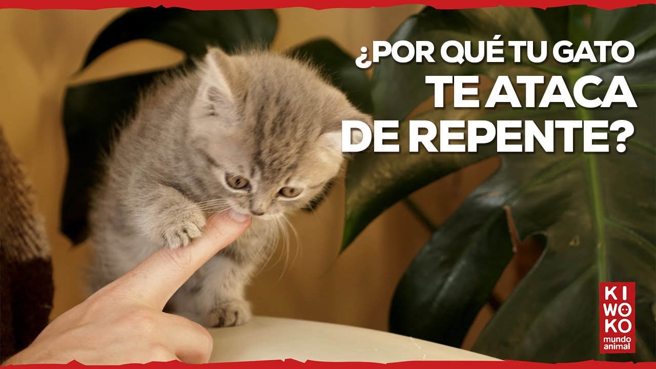 Por qué mi GATO me ATACA de REPENTE 🐱 【Todo la VERDAD 】 - YouTube