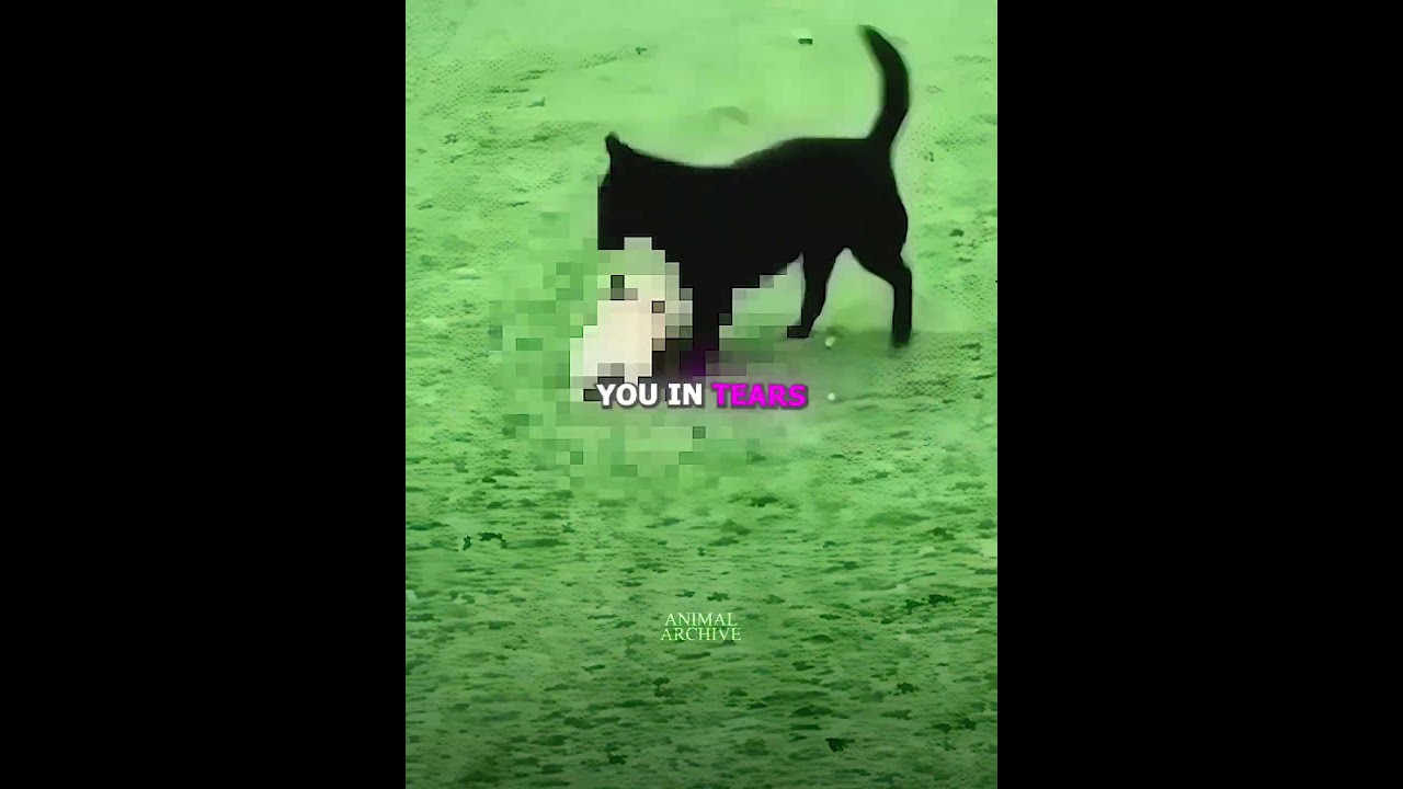 Dog Finally Makes His First Friend