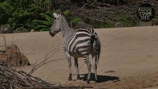 Mind Blowing Animals Pooping Moments Caught on Camera!!!