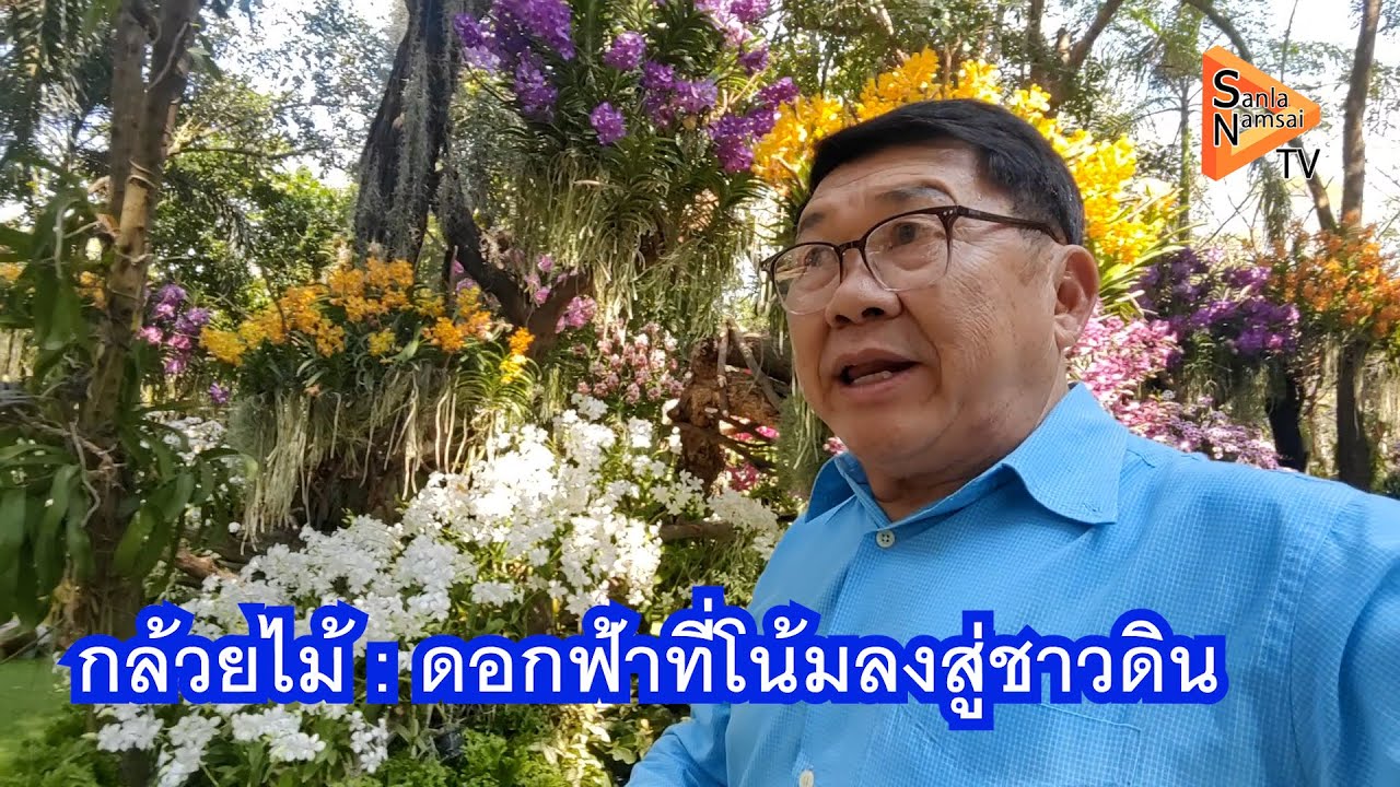 กล้วยไม้ ช้างเผือกจากพงไพร  สุวรรณภูมิ ออร์คิดส์  อ กำแพงแสน จ นครปฐม