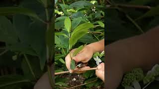 How to Take a Heel Cutting