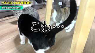 【犬猫動画4連発】犬猫17匹部屋の日常風景 cat and dog movie
