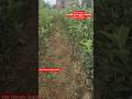 Hot climate Apple plant Available on vkjnursery 📱 9829719227 #appleplant #hm99 #hm99apple