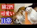 こんな感じで日常生活を送っている2匹の猫です
