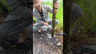 Amazing Bamboo Tube Trap! #survival #bushcraft #outdoors #lifehacks #skills #sinhton #viral #shorts