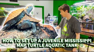 How to set up a juvenile Mississippi Map turtle BioActive aquatic tank