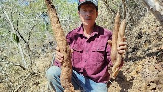 Learn how to harvest mountain sweet potatoes the EASIEST way with "La Galle"