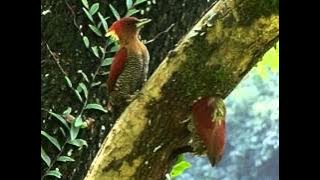 Banded Woodpeckers nesting in Gunung Lang Park, Ipoh