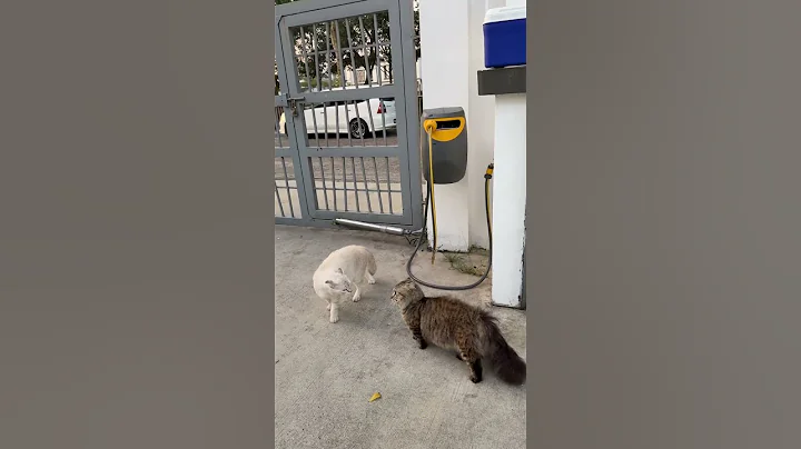 Video 10565851: munchkin scottishfold cat, scottishfold cat cute