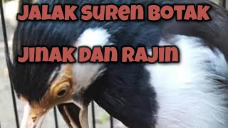 burung jalak suren mabung gacor jinak